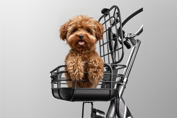 Cysum Tricycle électrique T1 Vélo Cruiser à 3 roues, vélo électrique pliable de 16 pouces Batterie au lithium de grande capacité 576 Wh Moteur 48V 55Nm